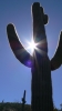 PICTURES/Ballantine Trail/t_Artsy Cactus2.JPG